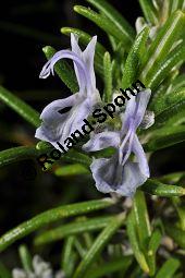 Rosmarin, Rosmarinus officinalis, Lamiaceae, Rosmarinus officinalis, Rosmarin, Blühend Kauf von 00892_rosmarinus_officinalis_dsc_1530.jpg