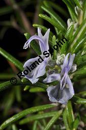 Rosmarin, Rosmarinus officinalis, Lamiaceae, Rosmarinus officinalis, Rosmarin, Blühend Kauf von 00892_rosmarinus_officinalis_dsc_1532.jpg