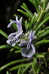 Rosmarin, Rosmarinus officinalis, Lamiaceae, Rosmarinus officinalis, Rosmarin, Blühend Kauf von 00892_rosmarinus_officinalis_dsc_1533.jpg