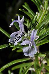 Rosmarin, Rosmarinus officinalis, Lamiaceae, Rosmarinus officinalis, Rosmarin, Blühend Kauf von 00892_rosmarinus_officinalis_dsc_1534.jpg