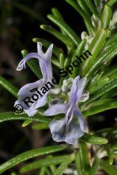 Rosmarin, Rosmarinus officinalis, Lamiaceae, Rosmarinus officinalis, Rosmarin, Blühend Kauf von 00892_rosmarinus_officinalis_dsc_1535.jpg