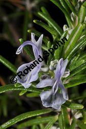 Rosmarin, Rosmarinus officinalis, Lamiaceae, Rosmarinus officinalis, Rosmarin, Blühend Kauf von 00892_rosmarinus_officinalis_dsc_1536.jpg