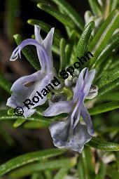 Rosmarin, Rosmarinus officinalis, Lamiaceae, Rosmarinus officinalis, Rosmarin, Blühend Kauf von 00892_rosmarinus_officinalis_dsc_1537.jpg