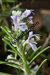 Rosmarin, Rosmarinus officinalis, Lamiaceae, Rosmarinus officinalis, Rosmarin, Blühend Kauf von 00892_rosmarinus_officinalis_dsc_1747.jpg