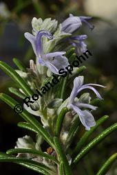Rosmarin, Rosmarinus officinalis, Lamiaceae, Rosmarinus officinalis, Rosmarin, Blühend Kauf von 00892_rosmarinus_officinalis_dsc_1750.jpg