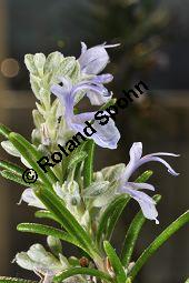 Rosmarin, Rosmarinus officinalis, Lamiaceae, Rosmarinus officinalis, Rosmarin, Blühend Kauf von 00892_rosmarinus_officinalis_dsc_1753.jpg