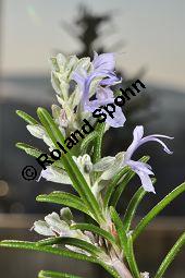 Rosmarin, Rosmarinus officinalis, Lamiaceae, Rosmarinus officinalis, Rosmarin, Blühend Kauf von 00892_rosmarinus_officinalis_dsc_1755.jpg