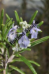 Rosmarin, Rosmarinus officinalis, Lamiaceae, Rosmarinus officinalis, Rosmarin, Blühend Kauf von 00892_rosmarinus_officinalis_dsc_1757.jpg
