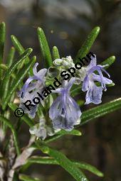 Rosmarin, Rosmarinus officinalis, Lamiaceae, Rosmarinus officinalis, Rosmarin, Blühend Kauf von 00892_rosmarinus_officinalis_dsc_1758.jpg