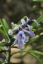 Rosmarin, Rosmarinus officinalis, Lamiaceae, Rosmarinus officinalis, Rosmarin, Blühend Kauf von 00892_rosmarinus_officinalis_dsc_1760.jpg