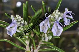 Rosmarin, Rosmarinus officinalis, Lamiaceae, Rosmarinus officinalis, Rosmarin, Blühend Kauf von 00892_rosmarinus_officinalis_dsc_1765.jpg
