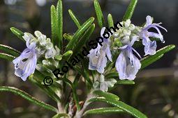 Rosmarin, Rosmarinus officinalis, Lamiaceae, Rosmarinus officinalis, Rosmarin, Blühend Kauf von 00892_rosmarinus_officinalis_dsc_1766.jpg