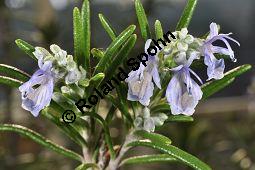 Rosmarin, Rosmarinus officinalis, Lamiaceae, Rosmarinus officinalis, Rosmarin, Blühend Kauf von 00892_rosmarinus_officinalis_dsc_1767.jpg