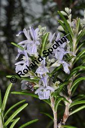 Rosmarin, Rosmarinus officinalis, Lamiaceae, Rosmarinus officinalis, Rosmarin, Blühend Kauf von 00892_rosmarinus_officinalis_dsc_1782.jpg