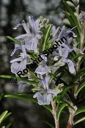 Rosmarin, Rosmarinus officinalis, Lamiaceae, Rosmarinus officinalis, Rosmarin, Blühend Kauf von 00892_rosmarinus_officinalis_dsc_1784.jpg