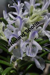 Rosmarin, Rosmarinus officinalis, Lamiaceae, Rosmarinus officinalis, Rosmarin, Blühend Kauf von 00892_rosmarinus_officinalis_dsc_1793.jpg