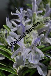 Rosmarin, Rosmarinus officinalis, Lamiaceae, Rosmarinus officinalis, Rosmarin, Blühend Kauf von 00892_rosmarinus_officinalis_dsc_1797.jpg