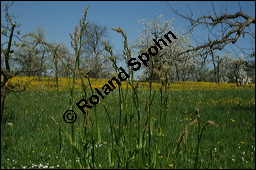 Großer Sauerampfer, Wiesen-Sauerampfer, Rumex acetosa, Polygonaceae, Rumex acetosa, Großer Sauerampfer, Wiesen-Sauerampfer, männlich blühend Kauf von 00894rumex_acetosa_img_1694.jpg