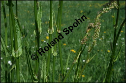 Großer Sauerampfer, Wiesen-Sauerampfer, Rumex acetosa, Polygonaceae, Rumex acetosa, Großer Sauerampfer, Wiesen-Sauerampfer, männlich blühend Kauf von 00894rumex_acetosa_img_1695.jpg