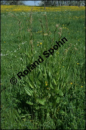 Großer Sauerampfer, Wiesen-Sauerampfer, Rumex acetosa, Polygonaceae, Rumex acetosa, Großer Sauerampfer, Wiesen-Sauerampfer, männlich blühend Kauf von 00894rumex_acetosaimg_1693.jpg