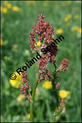Großer Sauerampfer, Wiesen-Sauerampfer, Rumex acetosa, Polygonaceae, Rumex acetosa, Großer Sauerampfer, Wiesen-Sauerampfer, männlich blühend Kauf von 00894rumex_acetosaimg_1811.jpg