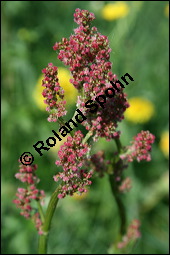 Großer Sauerampfer, Wiesen-Sauerampfer, Rumex acetosa, Polygonaceae, Rumex acetosa, Großer Sauerampfer, Wiesen-Sauerampfer, männlich blühend Kauf von 00894rumex_acetosaimg_1812.jpg