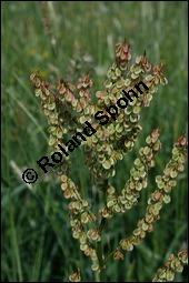 Großer Sauerampfer, Wiesen-Sauerampfer, Rumex acetosa, Polygonaceae, Rumex acetosa, Großer Sauerampfer, Wiesen-Sauerampfer, männlich blühend Kauf von 00894rumex_acetosaimg_1923.jpg