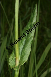 Großer Sauerampfer, Wiesen-Sauerampfer, Rumex acetosa, Polygonaceae, Rumex acetosa, Großer Sauerampfer, Wiesen-Sauerampfer, männlich blühend Kauf von 00894rumex_acetosaimg_6640.jpg