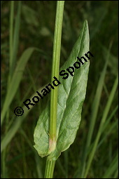 Großer Sauerampfer, Wiesen-Sauerampfer, Rumex acetosa, Polygonaceae, Rumex acetosa, Großer Sauerampfer, Wiesen-Sauerampfer, männlich blühend Kauf von 00894rumex_acetosaimg_6641.jpg