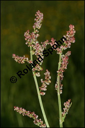 Großer Sauerampfer, Wiesen-Sauerampfer, Rumex acetosa, Polygonaceae, Rumex acetosa, Großer Sauerampfer, Wiesen-Sauerampfer, männlich blühend Kauf von 00894rumex_acetosaimg_6893.jpg