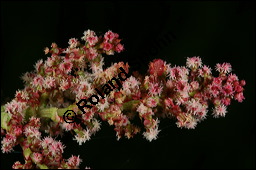 Großer Sauerampfer, Wiesen-Sauerampfer, Rumex acetosa, Polygonaceae, Rumex acetosa, Großer Sauerampfer, Wiesen-Sauerampfer, männlich blühend Kauf von 00894rumex_acetosaimg_6894.jpg