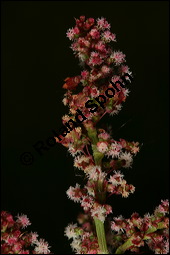 Großer Sauerampfer, Wiesen-Sauerampfer, Rumex acetosa, Polygonaceae, Rumex acetosa, Großer Sauerampfer, Wiesen-Sauerampfer, männlich blühend Kauf von 00894rumex_acetosaimg_6896.jpg