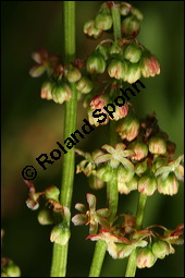 Großer Sauerampfer, Wiesen-Sauerampfer, Rumex acetosa, Polygonaceae, Rumex acetosa, Großer Sauerampfer, Wiesen-Sauerampfer, männlich blühend Kauf von 00894rumex_acetosaimg_6906.jpg
