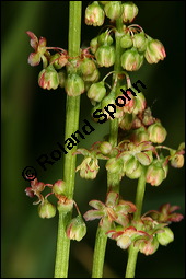 Großer Sauerampfer, Wiesen-Sauerampfer, Rumex acetosa, Polygonaceae, Rumex acetosa, Großer Sauerampfer, Wiesen-Sauerampfer, männlich blühend Kauf von 00894rumex_acetosaimg_6907.jpg