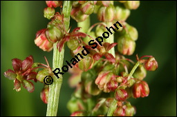 Großer Sauerampfer, Wiesen-Sauerampfer, Rumex acetosa, Polygonaceae, Rumex acetosa, Großer Sauerampfer, Wiesen-Sauerampfer, männlich blühend Kauf von 00894rumex_acetosaimg_6908.jpg