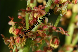 Großer Sauerampfer, Wiesen-Sauerampfer, Rumex acetosa, Polygonaceae, Rumex acetosa, Großer Sauerampfer, Wiesen-Sauerampfer, männlich blühend Kauf von 00894rumex_acetosaimg_6911.jpg