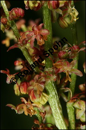 Großer Sauerampfer, Wiesen-Sauerampfer, Rumex acetosa, Polygonaceae, Rumex acetosa, Großer Sauerampfer, Wiesen-Sauerampfer, männlich blühend Kauf von 00894rumex_acetosaimg_6912.jpg