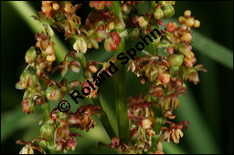 Großer Sauerampfer, Wiesen-Sauerampfer, Rumex acetosa, Polygonaceae, Rumex acetosa, Großer Sauerampfer, Wiesen-Sauerampfer, männlich blühend Kauf von 00894rumex_acetosaimg_6913.jpg