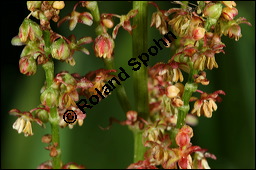 Großer Sauerampfer, Wiesen-Sauerampfer, Rumex acetosa, Polygonaceae, Rumex acetosa, Großer Sauerampfer, Wiesen-Sauerampfer, männlich blühend Kauf von 00894rumex_acetosaimg_6914.jpg