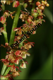 Großer Sauerampfer, Wiesen-Sauerampfer, Rumex acetosa, Polygonaceae, Rumex acetosa, Großer Sauerampfer, Wiesen-Sauerampfer, männlich blühend Kauf von 00894rumex_acetosaimg_6915.jpg