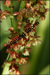 Großer Sauerampfer, Wiesen-Sauerampfer, Rumex acetosa, Polygonaceae, Rumex acetosa, Großer Sauerampfer, Wiesen-Sauerampfer, männlich blühend Kauf von 00894rumex_acetosaimg_6916.jpg