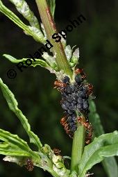 Krausblättriger Ampfer, Krauser Ampfer, Rumex crispus, Rumex crispus, Krauser Ampfer, Krausblättriger Ampfer, Polygonaceae, mit Läusen und Ameisen Kauf von 00896_rumex_crispus_dsc_1027.jpg