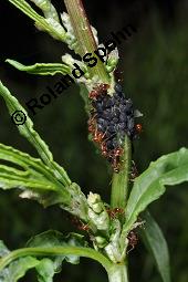 Krausblättriger Ampfer, Krauser Ampfer, Rumex crispus, Rumex crispus, Krauser Ampfer, Krausblättriger Ampfer, Polygonaceae, mit Läusen und Ameisen Kauf von 00896_rumex_crispus_dsc_1028.jpg