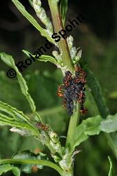 Krausblättriger Ampfer, Krauser Ampfer, Rumex crispus, Rumex crispus, Krauser Ampfer, Krausblättriger Ampfer, Polygonaceae, mit Läusen und Ameisen Kauf von 00896_rumex_crispus_dsc_1029.jpg