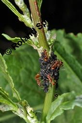 Krausblättriger Ampfer, Krauser Ampfer, Rumex crispus, Rumex crispus, Krauser Ampfer, Krausblättriger Ampfer, Polygonaceae, mit Läusen und Ameisen Kauf von 00896_rumex_crispus_dsc_1030.jpg
