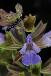 Echter Salbei, Garten-Salbei, Salvia officinalis, Salvia officinalis, Echter Salbei, Lamiaceae, Blühend Kauf von 00899_salvia_officinalis_dsc_1662.jpg