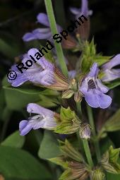 Echter Salbei, Garten-Salbei, Salvia officinalis, Salvia officinalis, Echter Salbei, Lamiaceae, Blühend Kauf von 00899_salvia_officinalis_dsc_1663.jpg