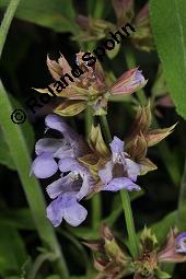 Echter Salbei, Garten-Salbei, Salvia officinalis, Salvia officinalis, Echter Salbei, Lamiaceae, Blühend Kauf von 00899_salvia_officinalis_dsc_1668.jpg