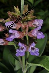 Echter Salbei, Garten-Salbei, Salvia officinalis, Salvia officinalis, Echter Salbei, Lamiaceae, Blühend Kauf von 00899_salvia_officinalis_dsc_4723.jpg