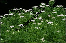 Attich, Zwerg-Holunder, Krautiger Holunder Eppich, Sambucus ebulus Kauf von 00902sambucus_ebulusimg_9068.jpg